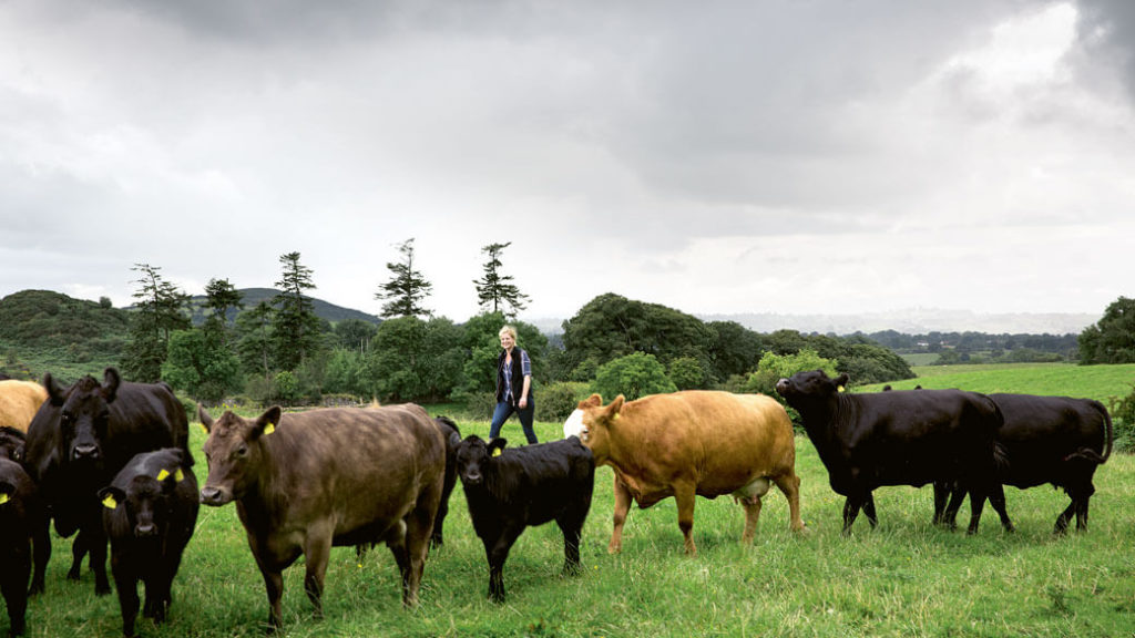 Im Land von Beef und Guinness