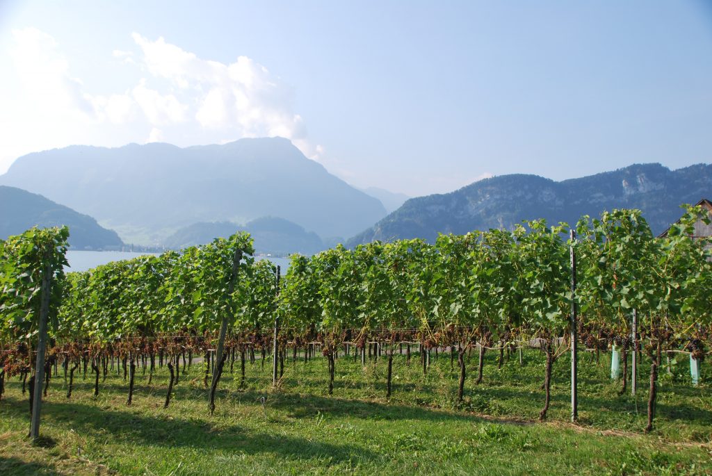 Erfreuliche Zahlen für die Schweizer Weine