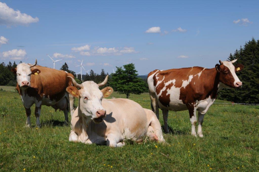 Bewusster Fleischgenuss von Bio-Höfen